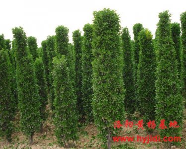 �������S��